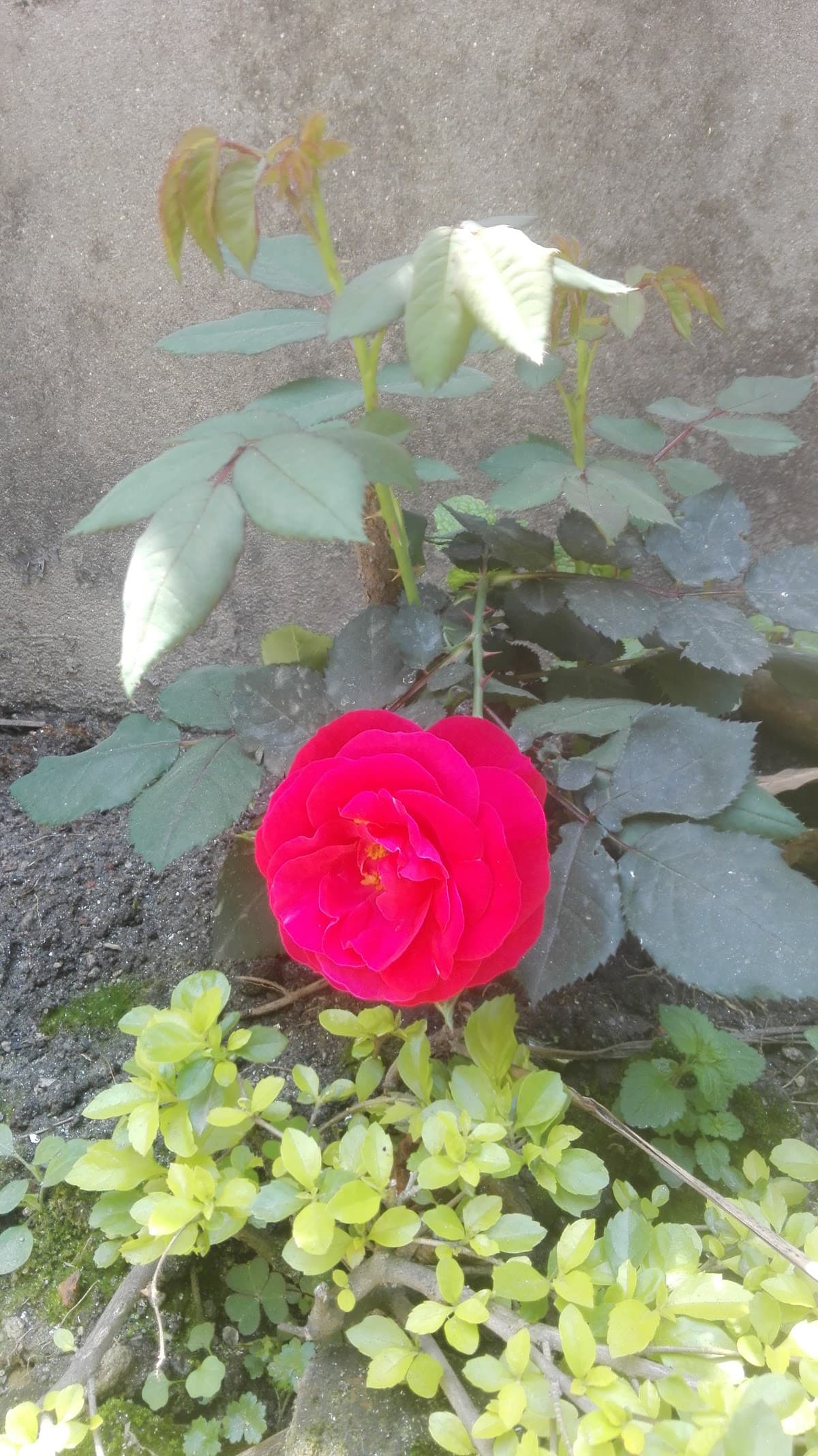 SuryaKiran Boys Hostel (At new House) 5