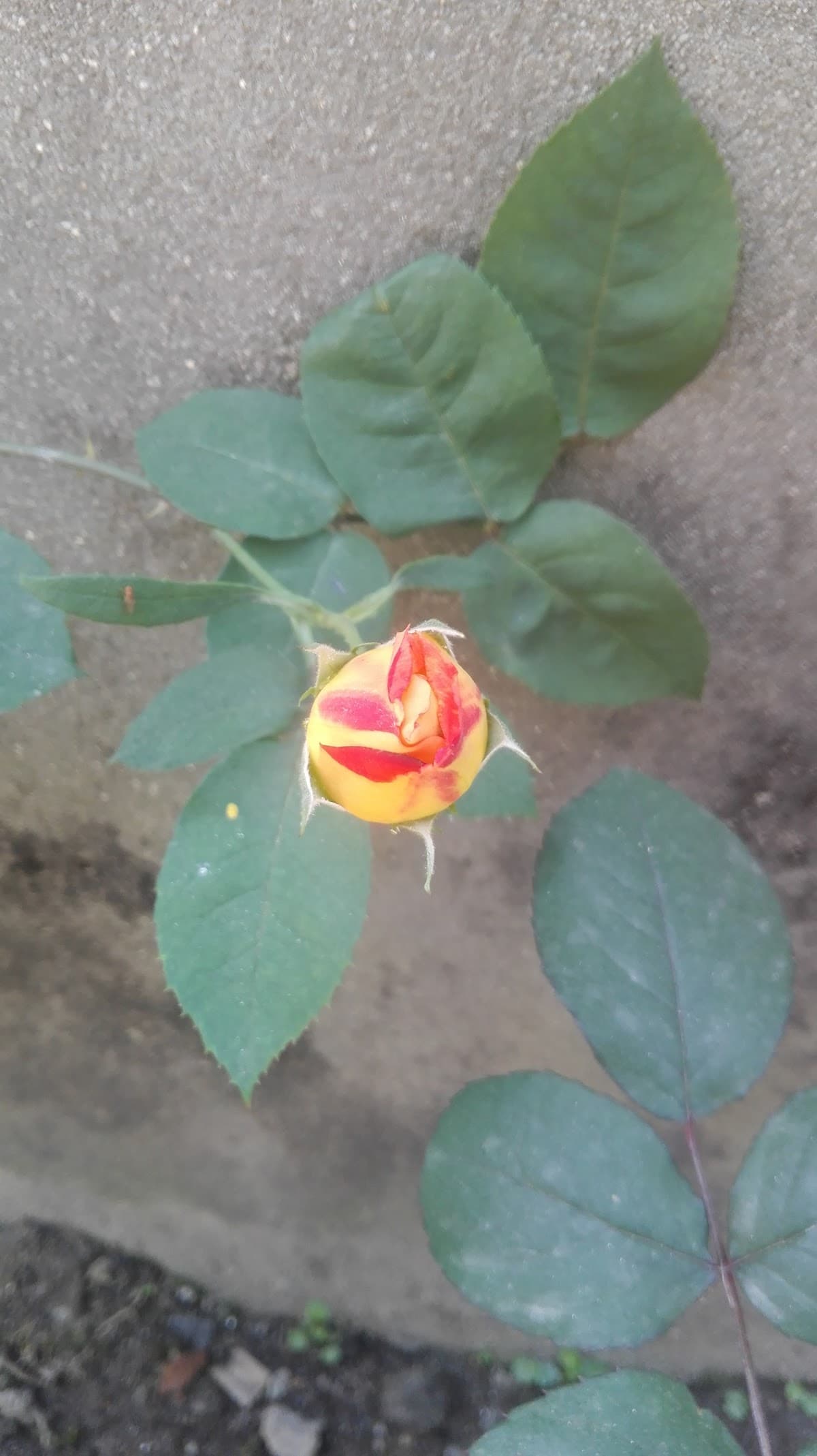 SuryaKiran Boys Hostel (At new House) 9